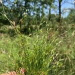 Juncus bufoniusЦвят