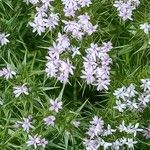 Drypis spinosa Fula