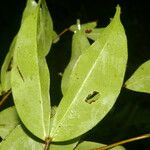 Cynometra retusa Hoja