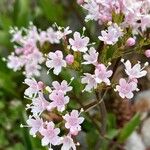 Valeriana montana ফুল