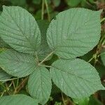 Rubus gracilis Leaf