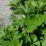 Heracleum lanatum Leaf