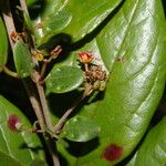 Heteropterys panamensis 花