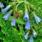 Symphytum caucasicum Flower