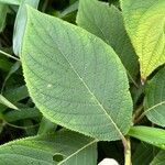 Hydrangea involucrata Leaf