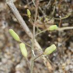 Hornungia procumbens Frucht