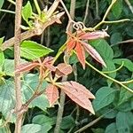 Parthenocissus inserta Hoja