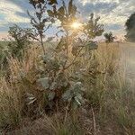 Quercus ithaburensis Blatt