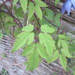 Clematis alpina Foglia