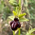 Ophrys passionis 花