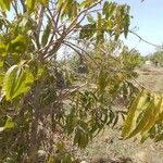 Annona reticulata Foglia