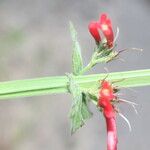 Russelia sarmentosa Fruit