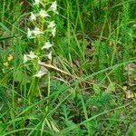 Platanthera chloranthaBloem