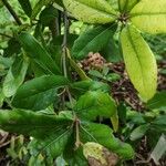 Quercus phillyreoides Yaprak