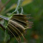 Bidens vulgata Annet