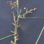 Scleria macrophylla Otro