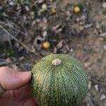 Cucurbita foetidissima Frukt