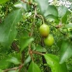 Prunus cerasifera 果実