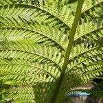 Dicksonia antarctica Leaf