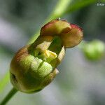 Scrophularia lanceolata Λουλούδι