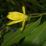 Guatteria dolichopoda Květ