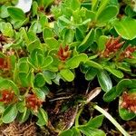 Salix retusa Flower