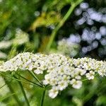 Chaerophyllum bulbosum Květ