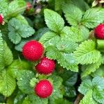 Potentilla indica Frutto