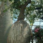 Ceiba chodatii Habitus