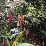 Persicaria orientalis 花