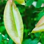 Colutea orientalis Fruto