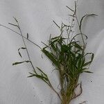 Urochloa panicoides অভ্যাস