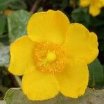 Hypericum × hidcoteenseFlor