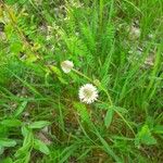 Trifolium montanum 花