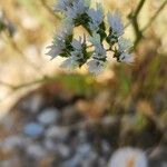 Limonium lobatum Flower