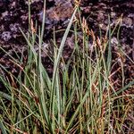 Carex microglochin 整株植物