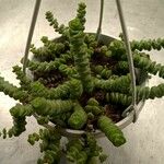 Crassula rupestris List