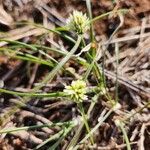 Cyperus niveus Λουλούδι