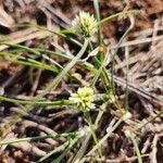 Cyperus niveus Blomma