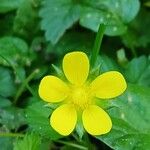 Potentilla indica Kvet