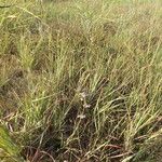 Mirabilis albida Habit