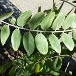 Sophora tomentosa Hoja