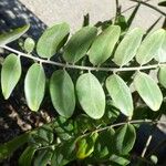 Sophora tomentosa Leaf