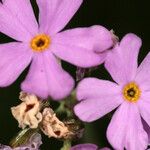 Primula laurentiana Fleur