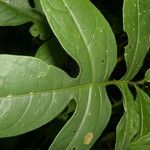 Solanum wendlandii पत्ता