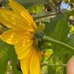 Tithonia diversifolia Kwiat