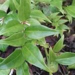 Sarcococca orientalis Leaf