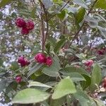 Syzygium paniculatum Плід