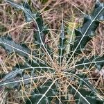 Ptilostemon hispanicus Leaf