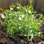 Gypsophila muralis Libunga